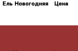 Ель Новогодняя › Цена ­ 5 500 - Московская обл., Шатурский р-н, Шатурторф п. Сад и огород » Интерьер   . Московская обл.